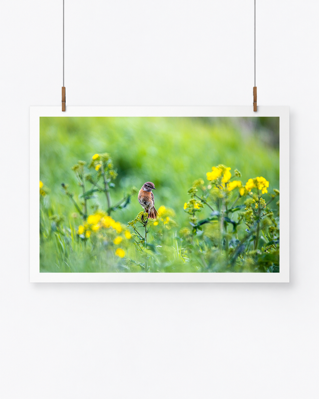 The Flower Lover | Schwarzkehlchen