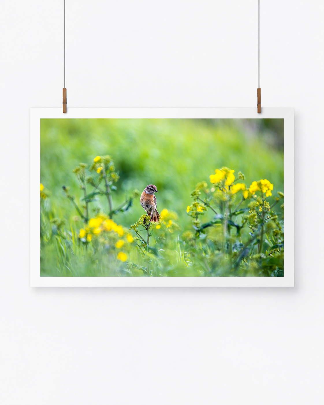The Flower Lover | Schwarzkehlchen