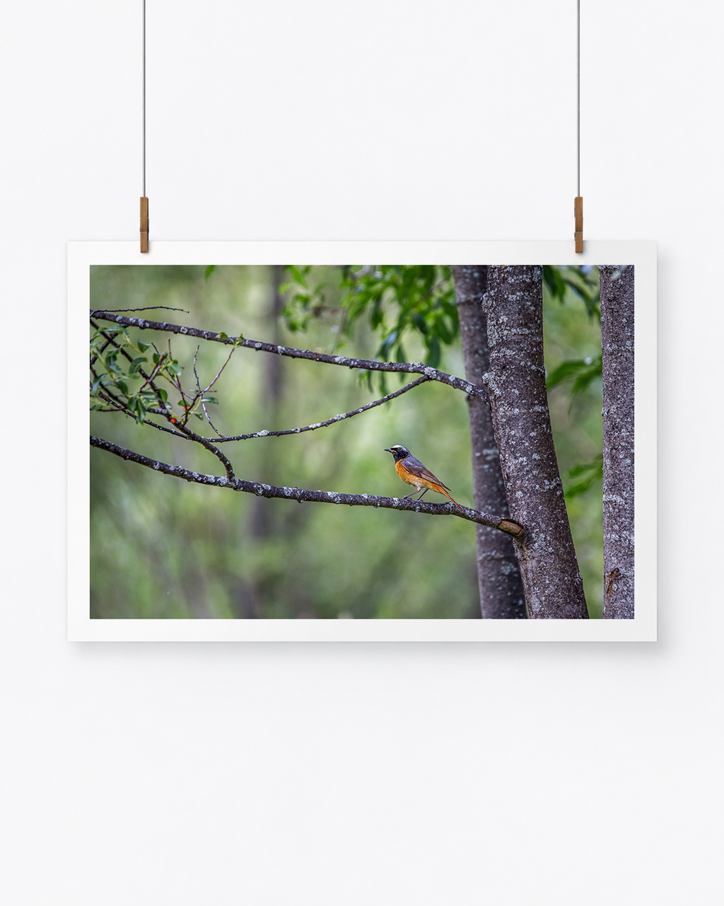 The Rare One | Gartenrotschwanz