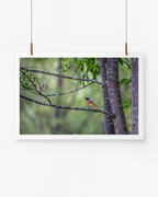 The Rare One | Gartenrotschwanz