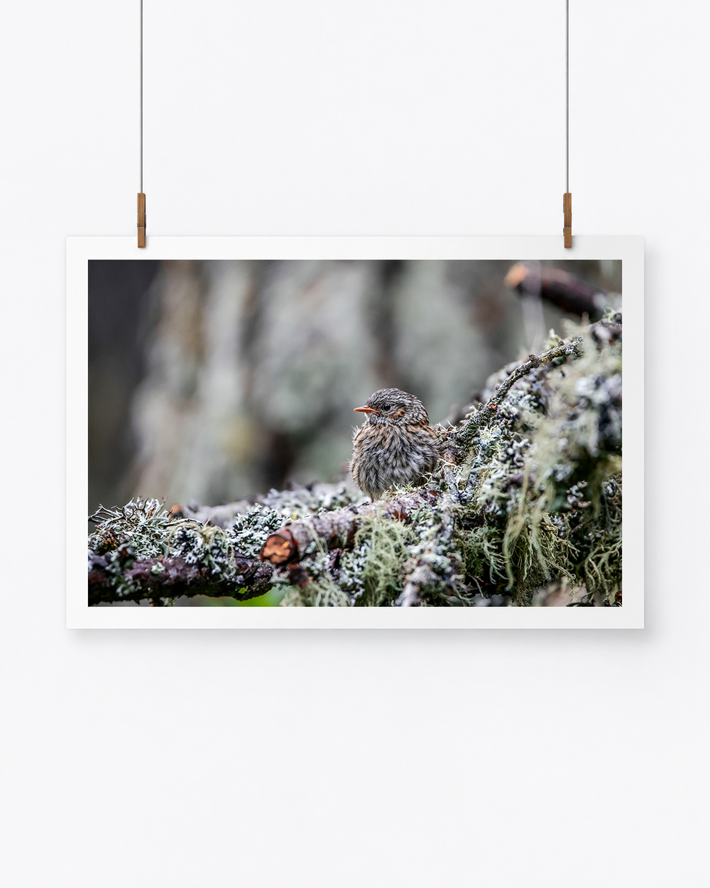 The Camouflaged One | Heckenbraunelle
