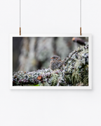The Camouflaged One | Heckenbraunelle