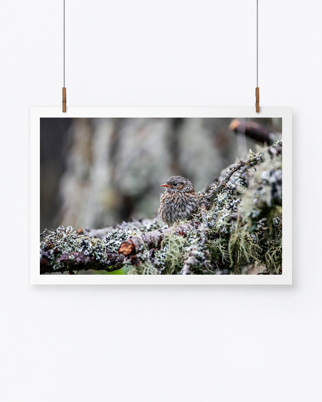 The Camouflaged One | Heckenbraunelle