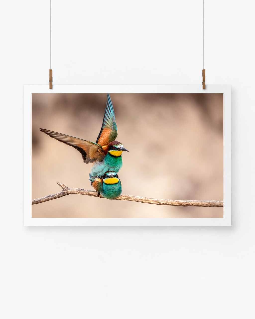 The Voyeur | Bienenfresser