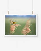 The Reed Surfer | Schafstelze