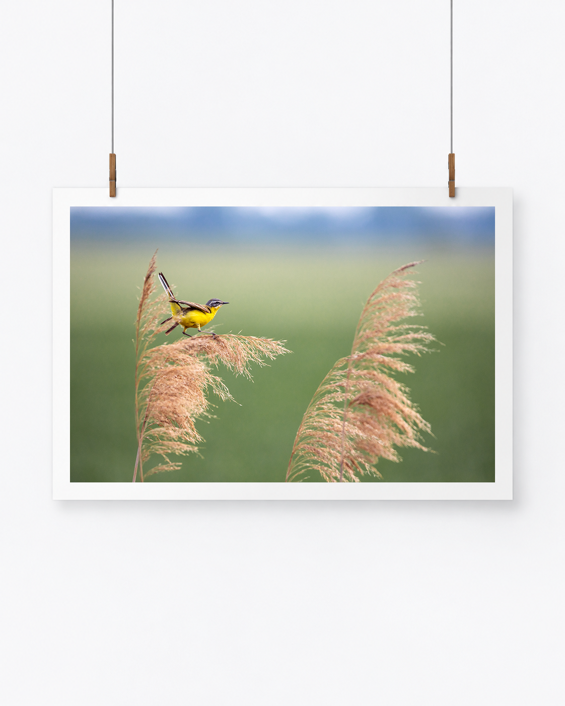The Reed Surfer | Schafstelze