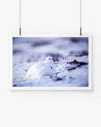 The Cold One | Alpenschneehuhn