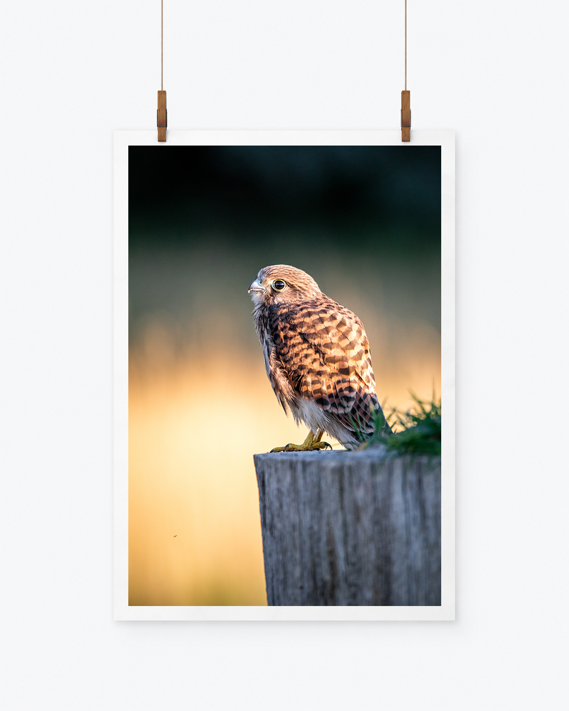The Sunrise Lover | Turmfalke