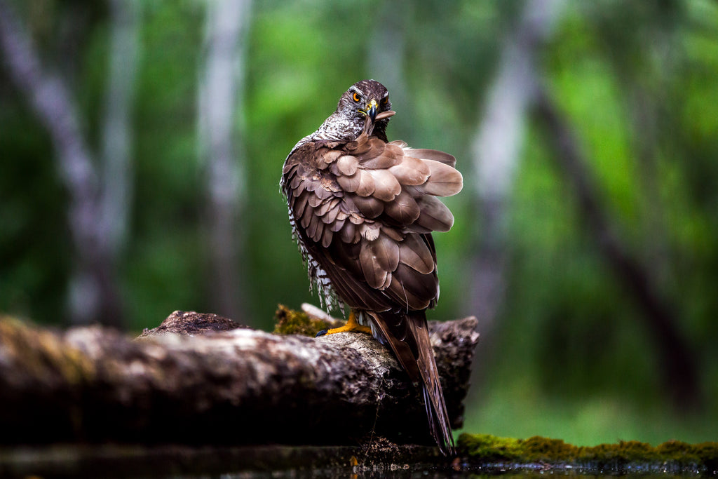 The Focused One | Habicht
