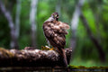 The Focused One | Habicht