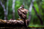 The Focused One | Habicht