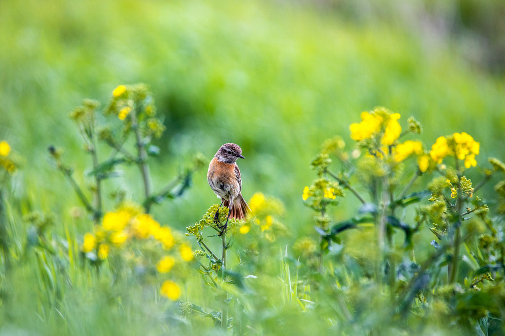 The Flower Lover | Schwarzkehlchen