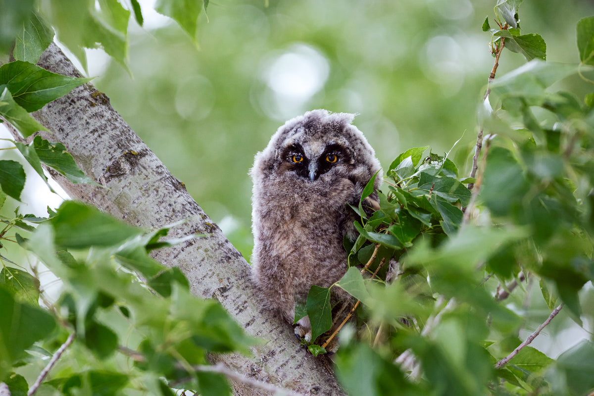 The Fluffy One | Waldohreule