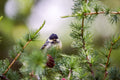 The Youngster | Tannenmeise