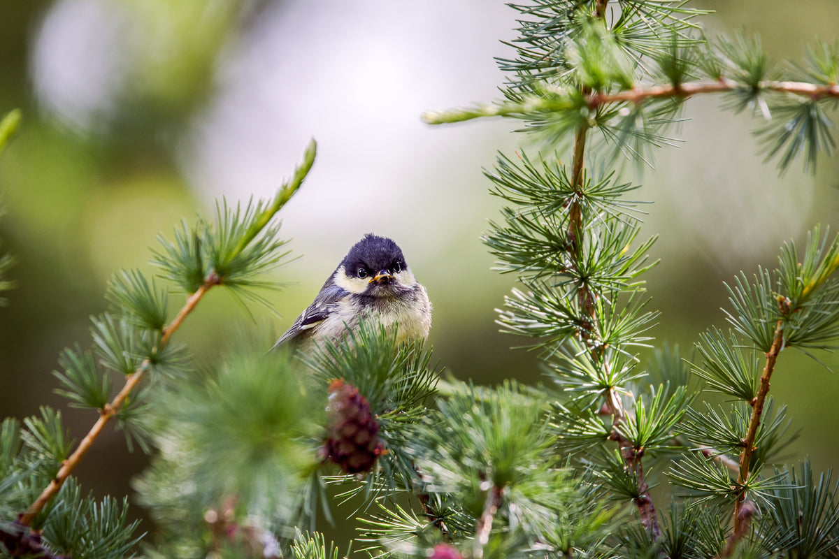 The Youngster | Tannenmeise