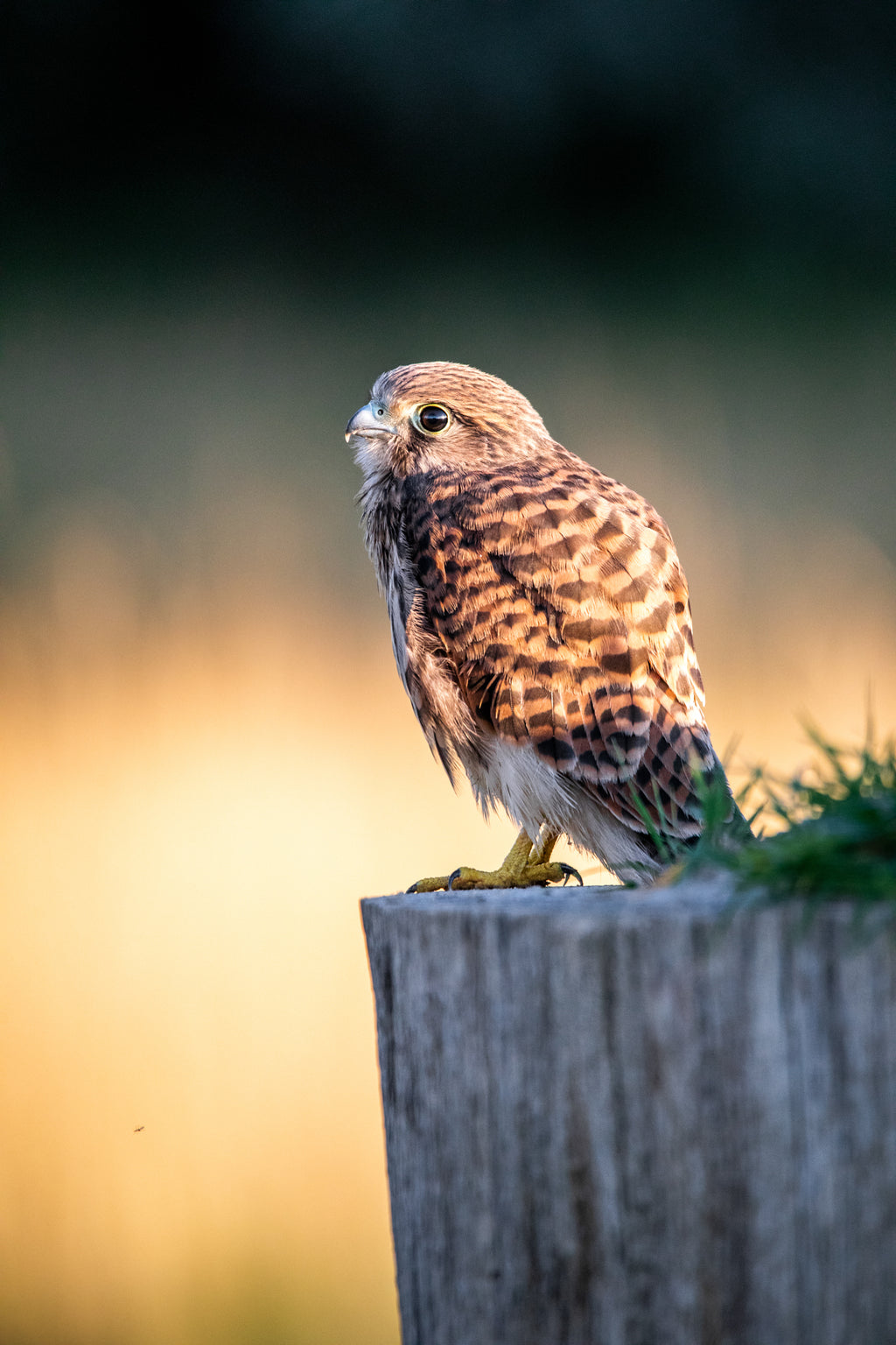 The Sunrise Lover | Turmfalke