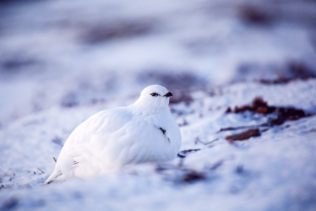 The Cold One | Alpenschneehuhn