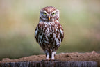 The Grumpy One | Steinkauz