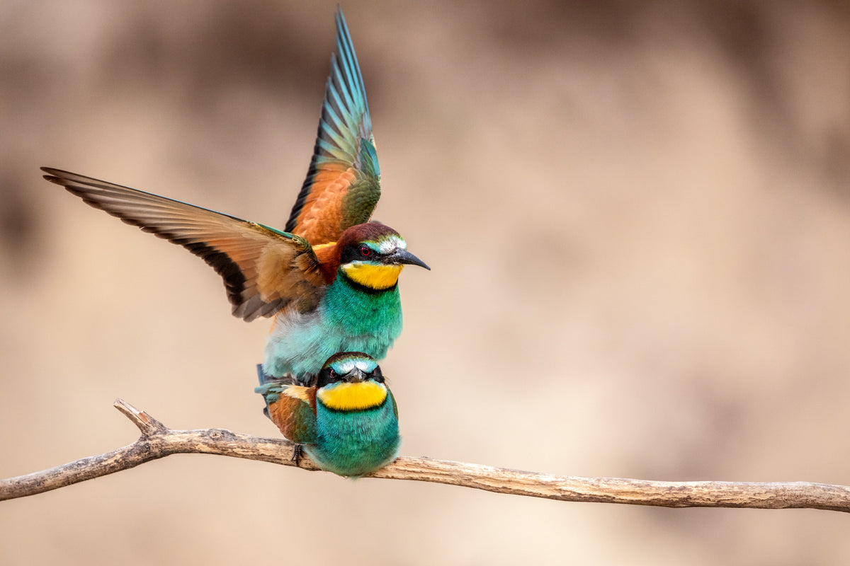The Voyeur | Bienenfresser