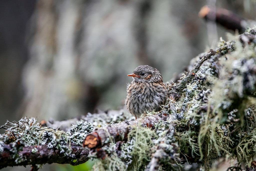 The Camouflaged One | Heckenbraunelle