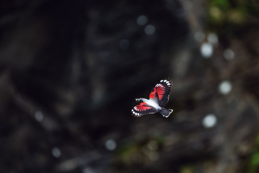The Skydiver | Mauerläufer