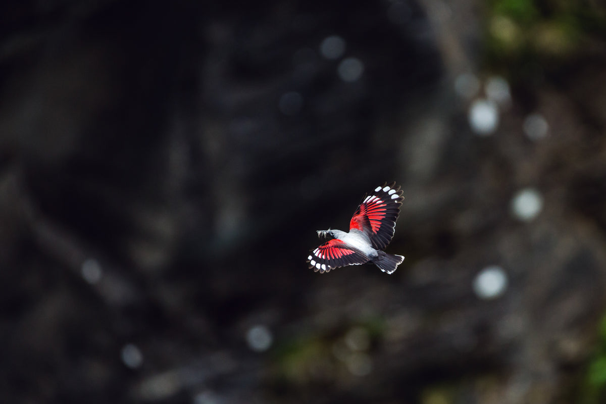 The Skydiver | Mauerläufer