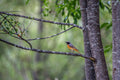 The Rare One | Gartenrotschwanz