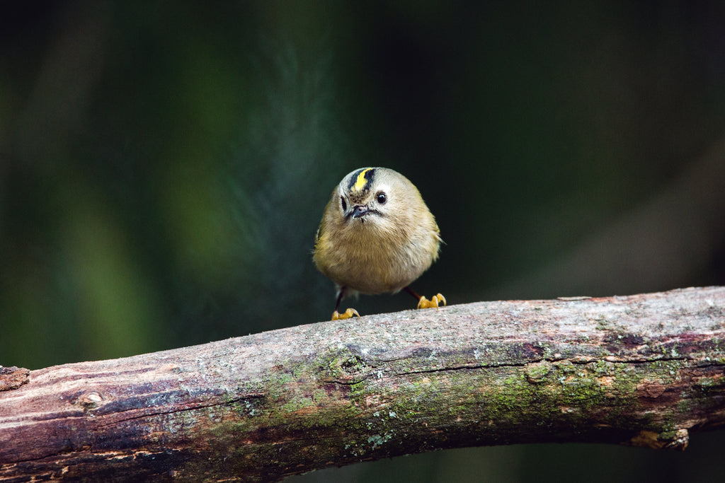 The Cutie-Pie | Wintergoldhähnchen
