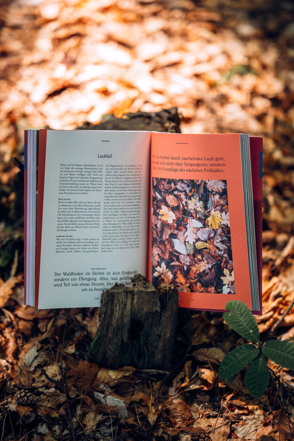 Geschenk Bundle Buch, Wand- & Tischkalender